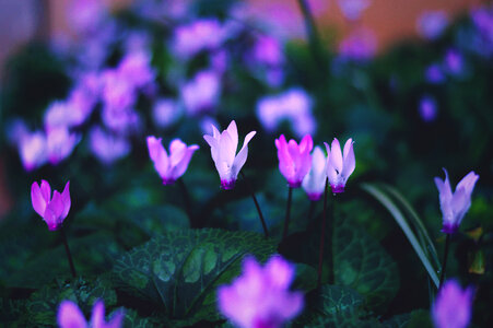 Alpine Violet Flowers photo