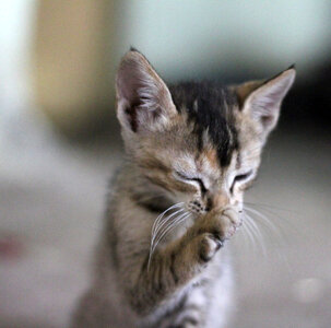 Funny Kitten 2 photo