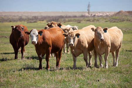 Cattle ranch-8