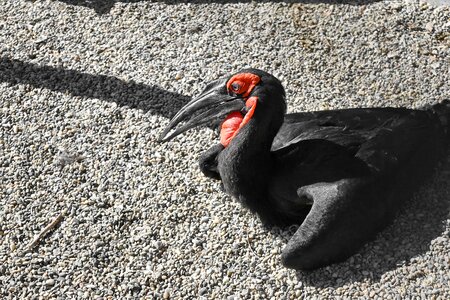 Black beak wildlife photo