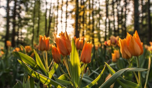 Tulips outdoors park photo