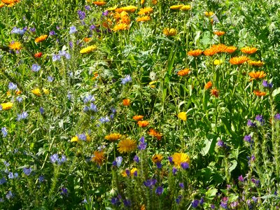 Summer flowers mix marigold snake heads photo