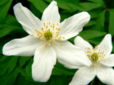 Action anemone Anemone nemorosa