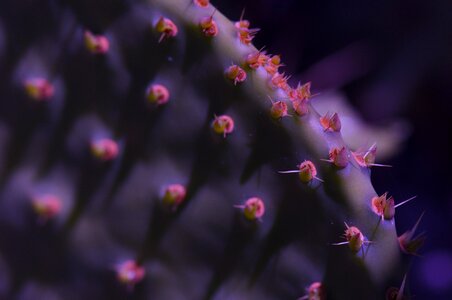 Spur macro nature