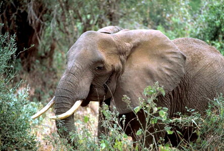 African elephant high resolution