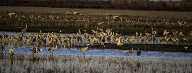 Flocks of Cranes settling down for the day at Crex Meadows photo