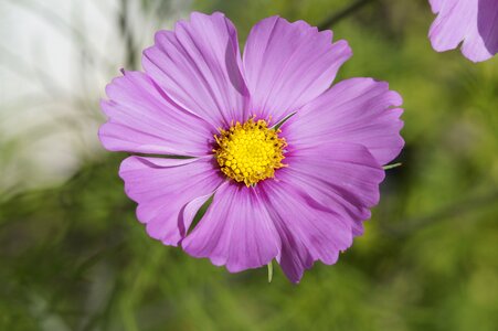 Purple violet flower photo