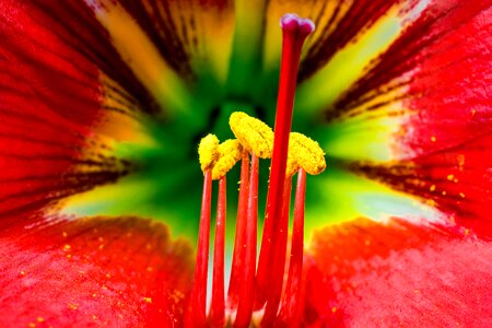 Bloom flower red