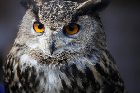 Perched portrait head photo