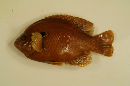 Lepomis hybird