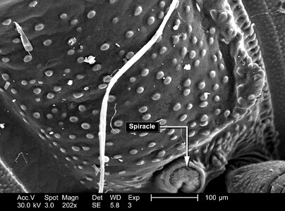 Centipede many surface