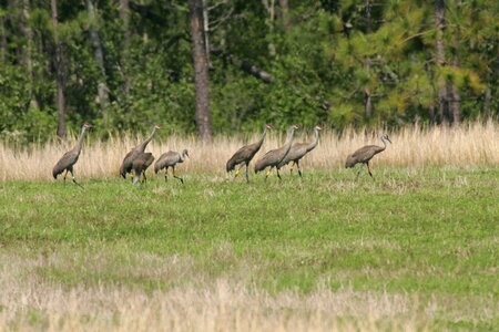 Bottom crane flock