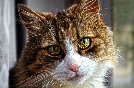 Eyes tomcat cat's eyes
