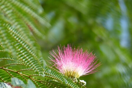Pink flower summer flowers japan