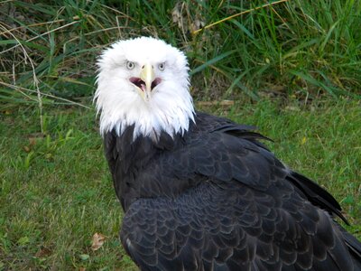 Birds raptor freedom photo