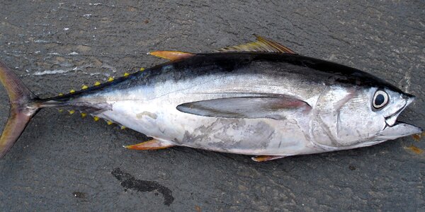 Bigeye tuna obesus predatory fish photo