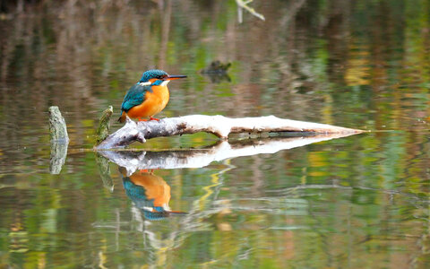 Kingfisher standing on Branch in the middle of the pond photo