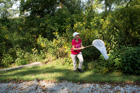 Volunteer netting monarch butterfly