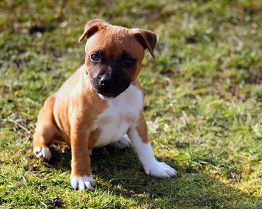 Stafford-Shire Bull-terrier Puppy photo
