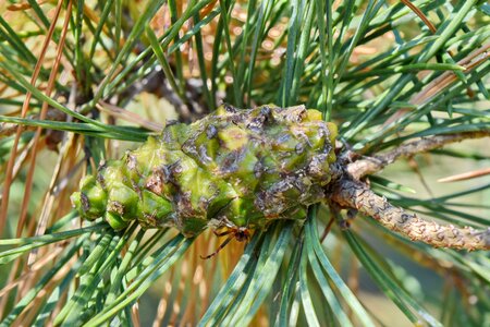 Branches spring time white spruce