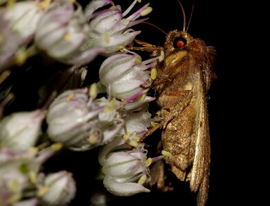 Animal arthropod beautiful flowers