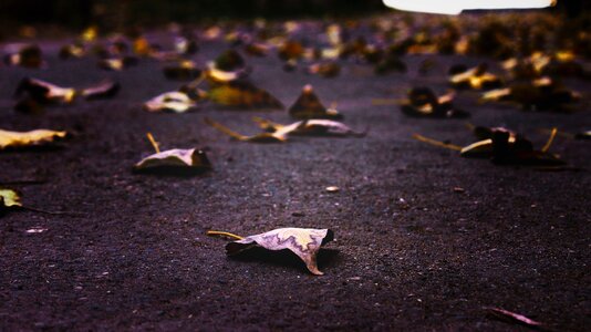 Autumn autumn season leaf
