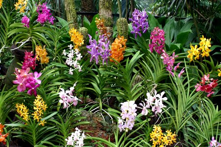 Colorful tropical exotic