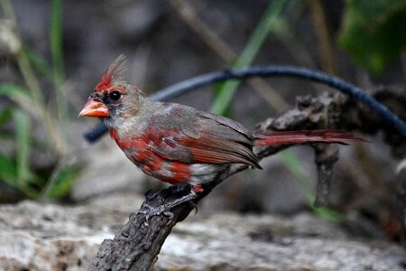 Bird cardinal 