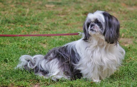 Animal fur leash photo