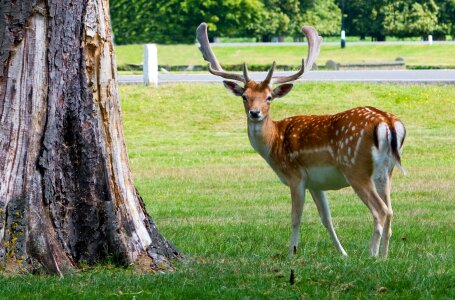 Antlers beautiful animal photo