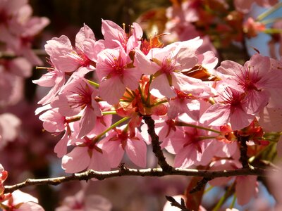 Tree japanese cherry japanese flowering cherry