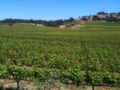 Fruit vine grapevine photo