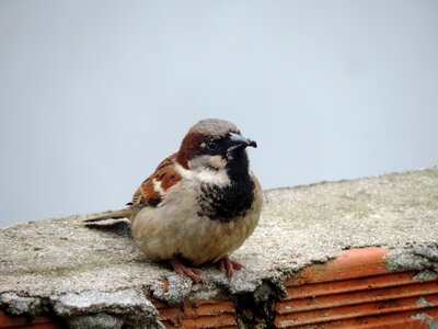 Nature bird roof