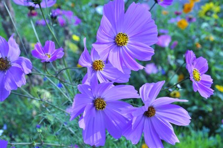 Purple flowers filigree photo