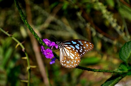 Blue Tiger Butterfly On Flower photo