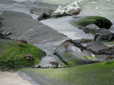 Bird meeting rocks