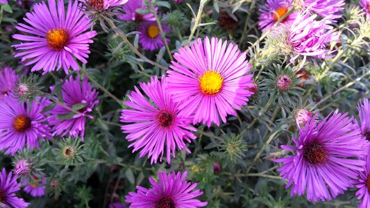 Autumn garden nature