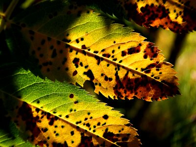 Autumn nature macro photo