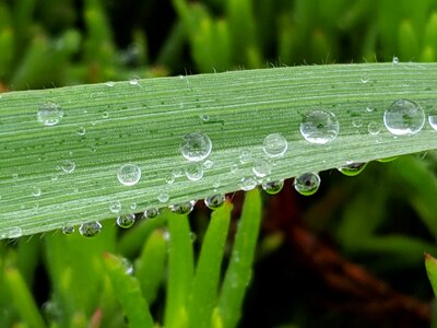Water drop in green tree