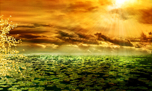 Orange Sky and lilypad on pond Background photo