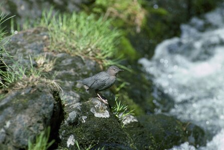 American bird dipper photo