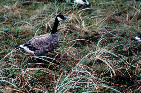 Cackling Canada goose-1 photo