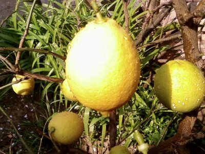 Citrus lemon photo