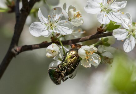 Insect spring valkoinne