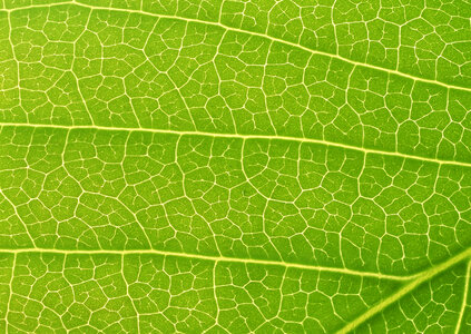 Close up of Green Leaf vein photo