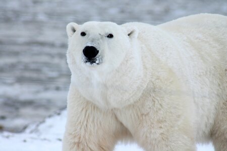 Polar bear (Ursus maritimus) in the snow
