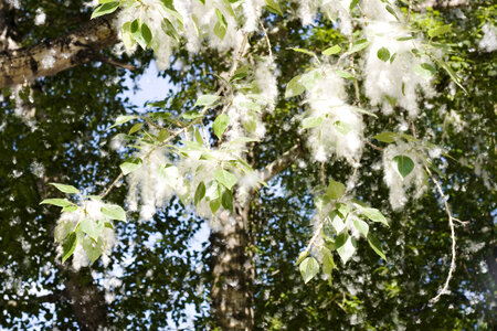 poplar fluff photo