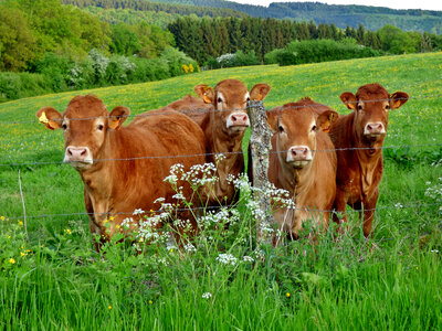 Cows on a farm in Luxembourg photo