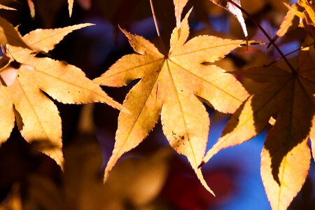 Autumn autumn season leaf photo