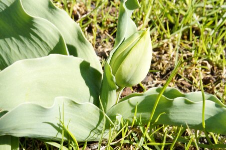 Spring flower nature